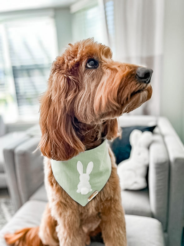 Cotton Tail Dog Bandana