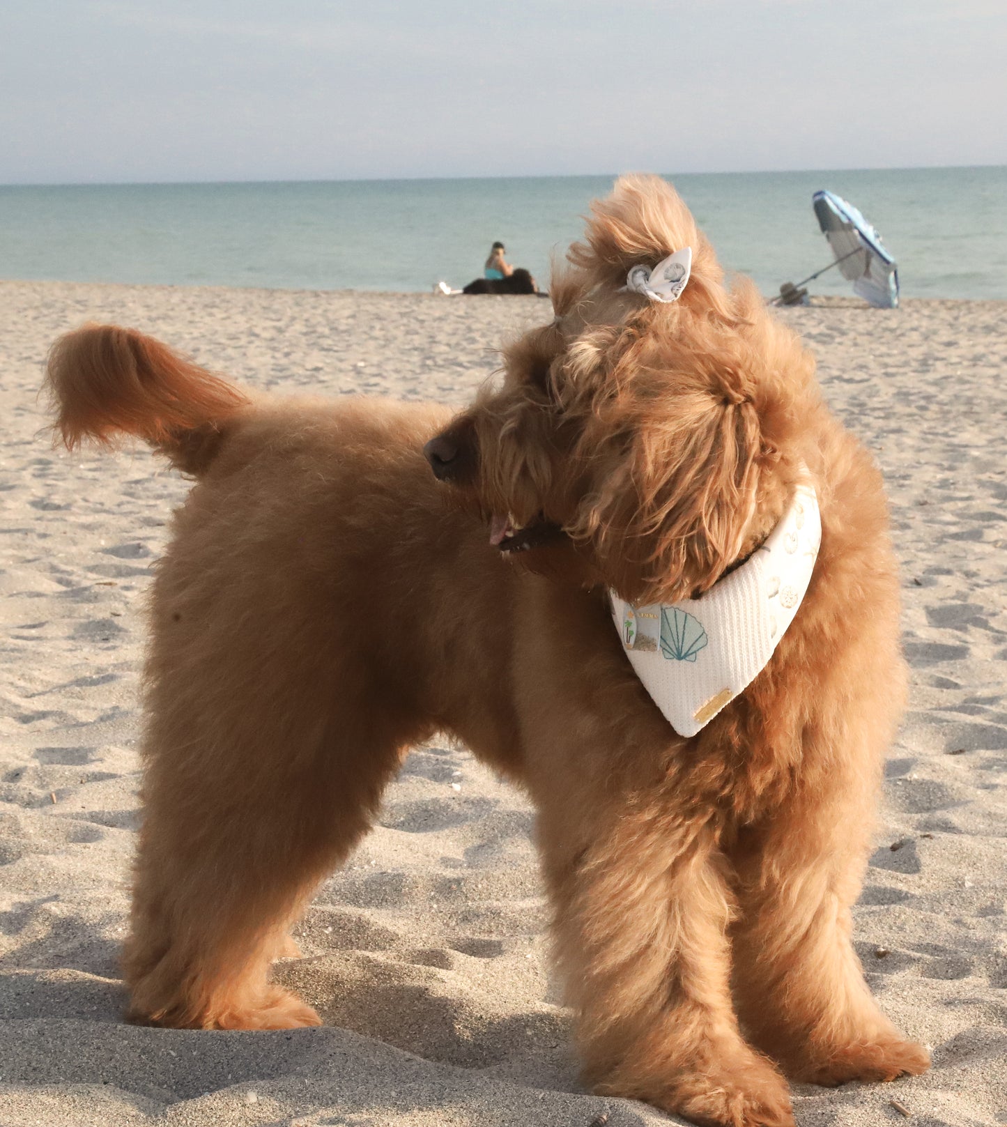 Coastal Lace Dog Bandana
