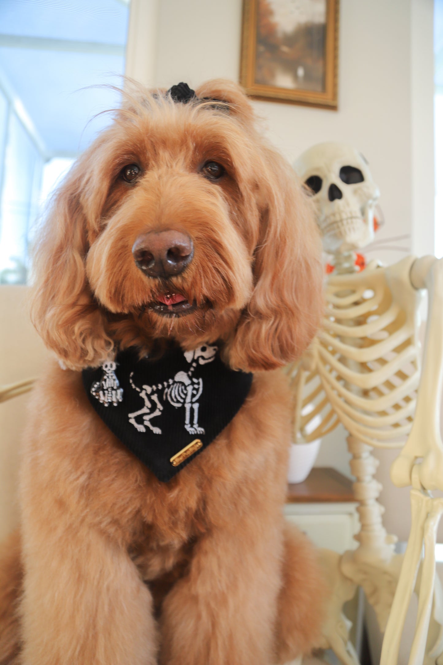 Bona Fido Bandana