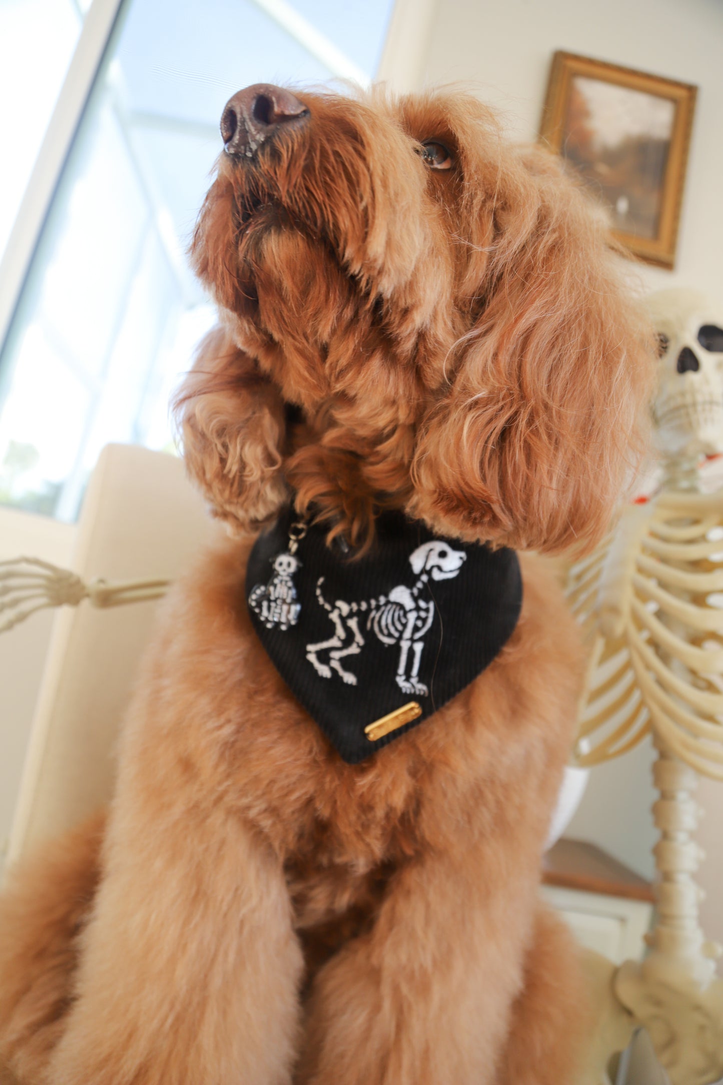 Bona Fido Bandana