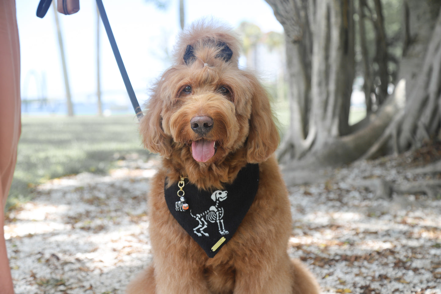 Bona Fido Dog Bandana
