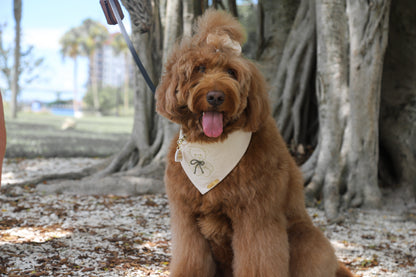 Cozy Teddy Dog Bandana