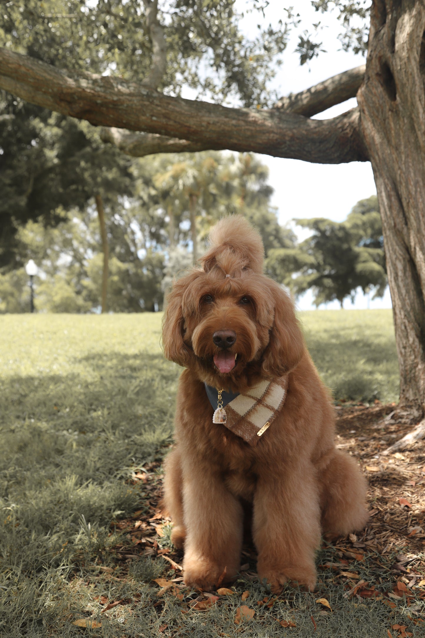 Plaid & Blue Dog Bandana