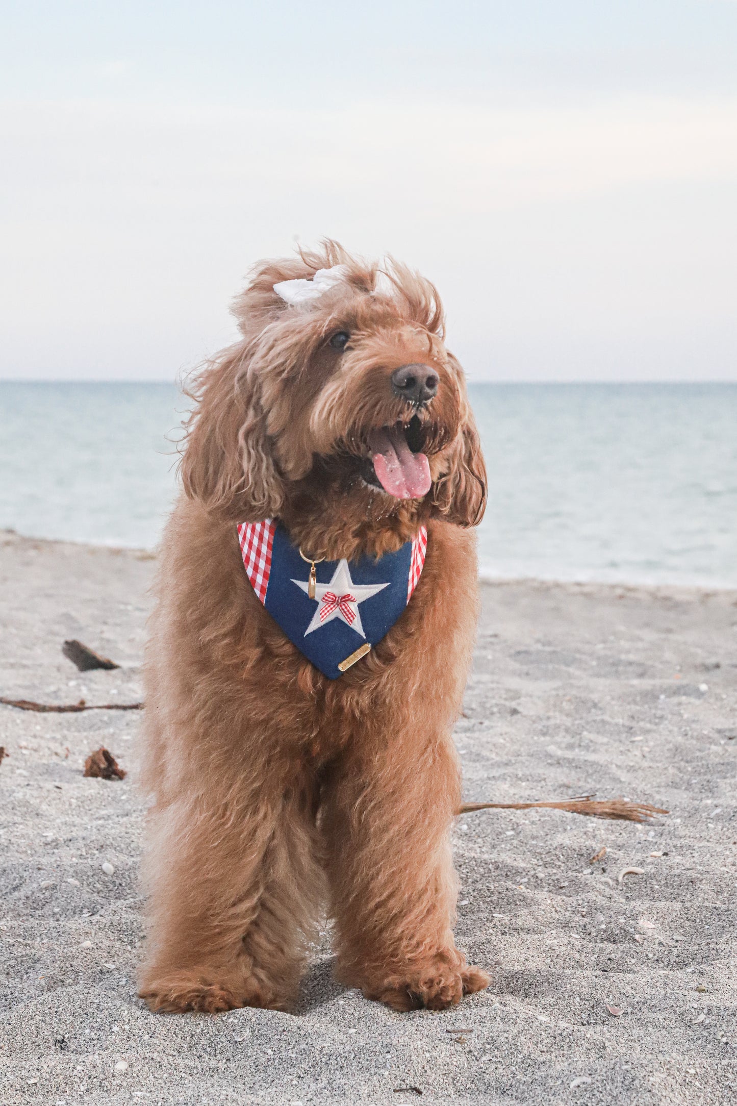 Star Coast Dog Bandana